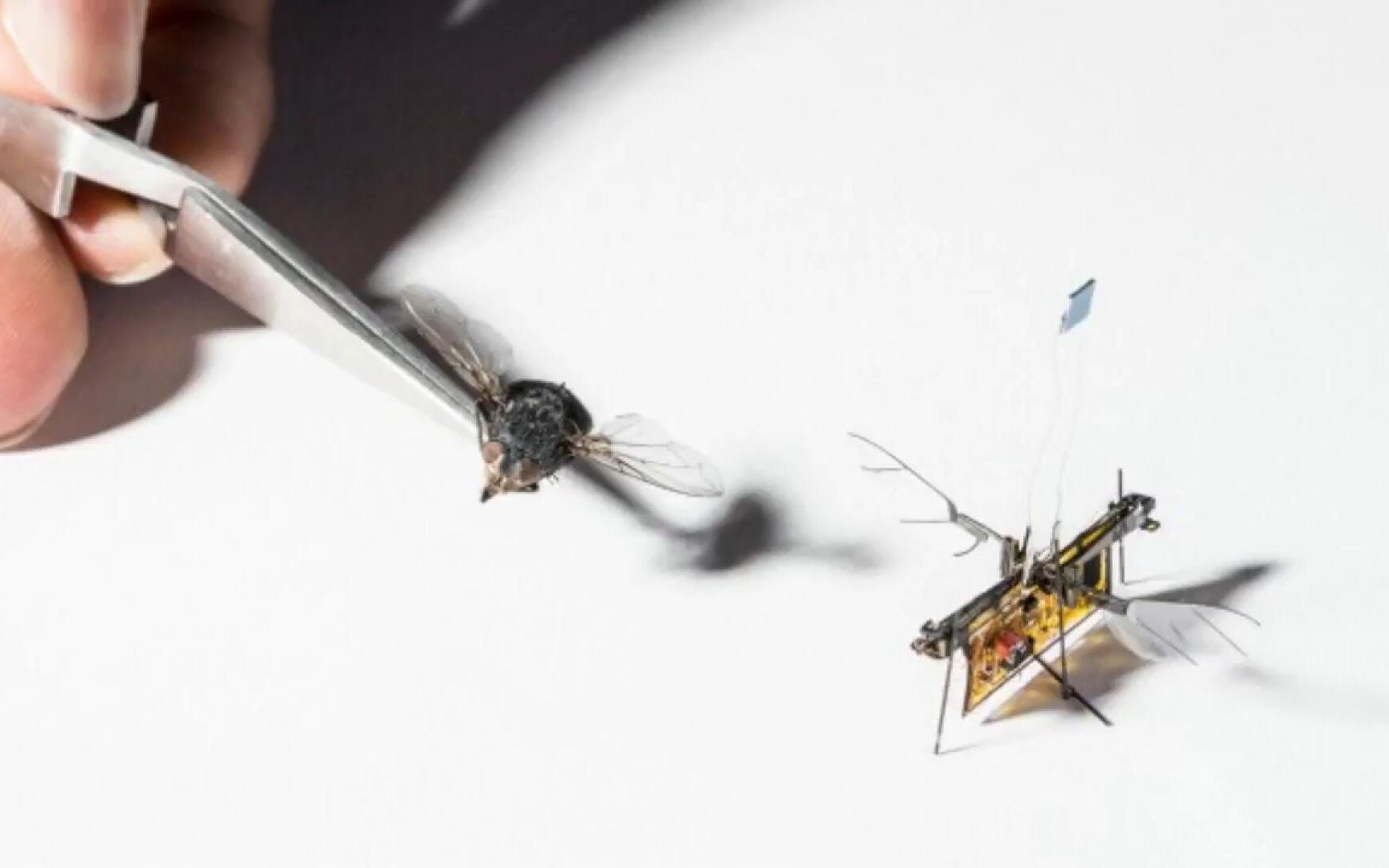 全球首款苍蝇机器人,不用电源就能飞,具有革命性意义