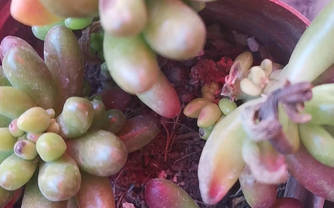 【多肉植物】《2023年4月1曰》水露露小肉肉