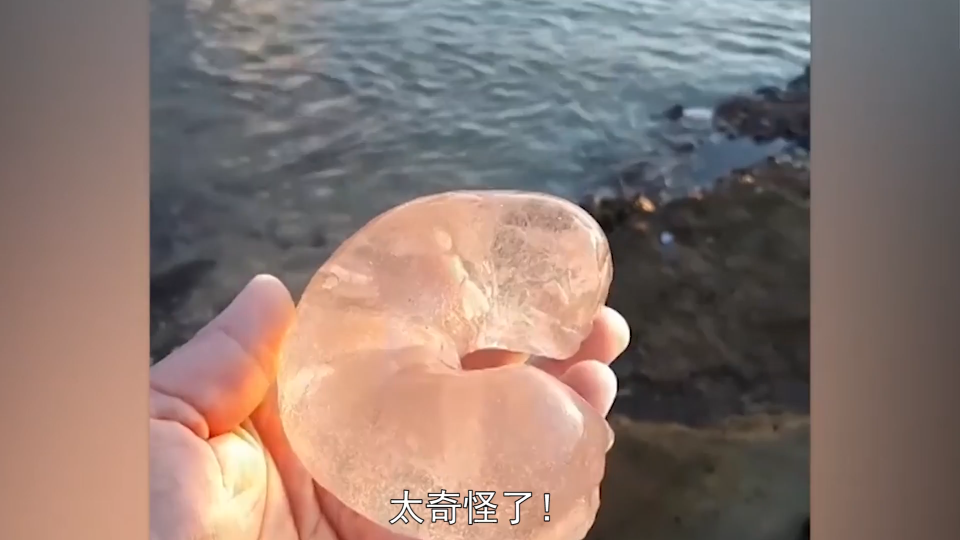 游客海滩发现一块月牙状果冻q弹十足正要捏却遭到阻止