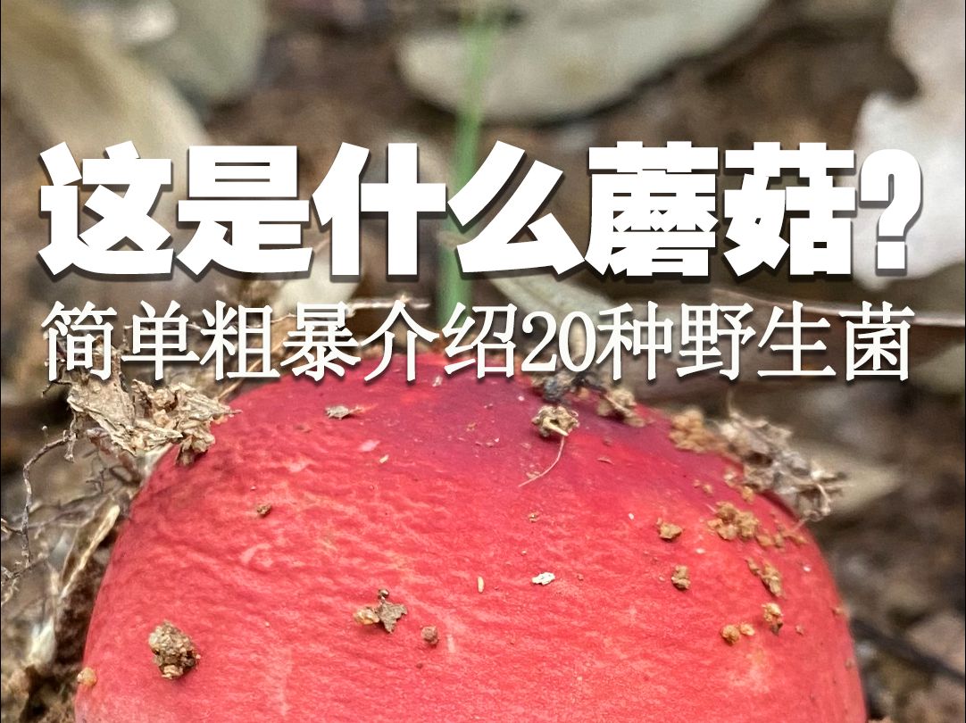 简单粗暴介绍20种野生菌哔哩哔哩bilibili