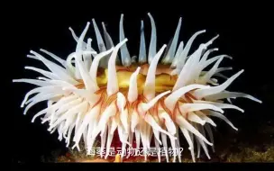 Tải video: 海葵是动物还是植物？#海洋生物 #海葵 #科普