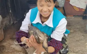 么嘎 名场面小英吃不刮鱼鳞的鱼 徒手撕病鸡