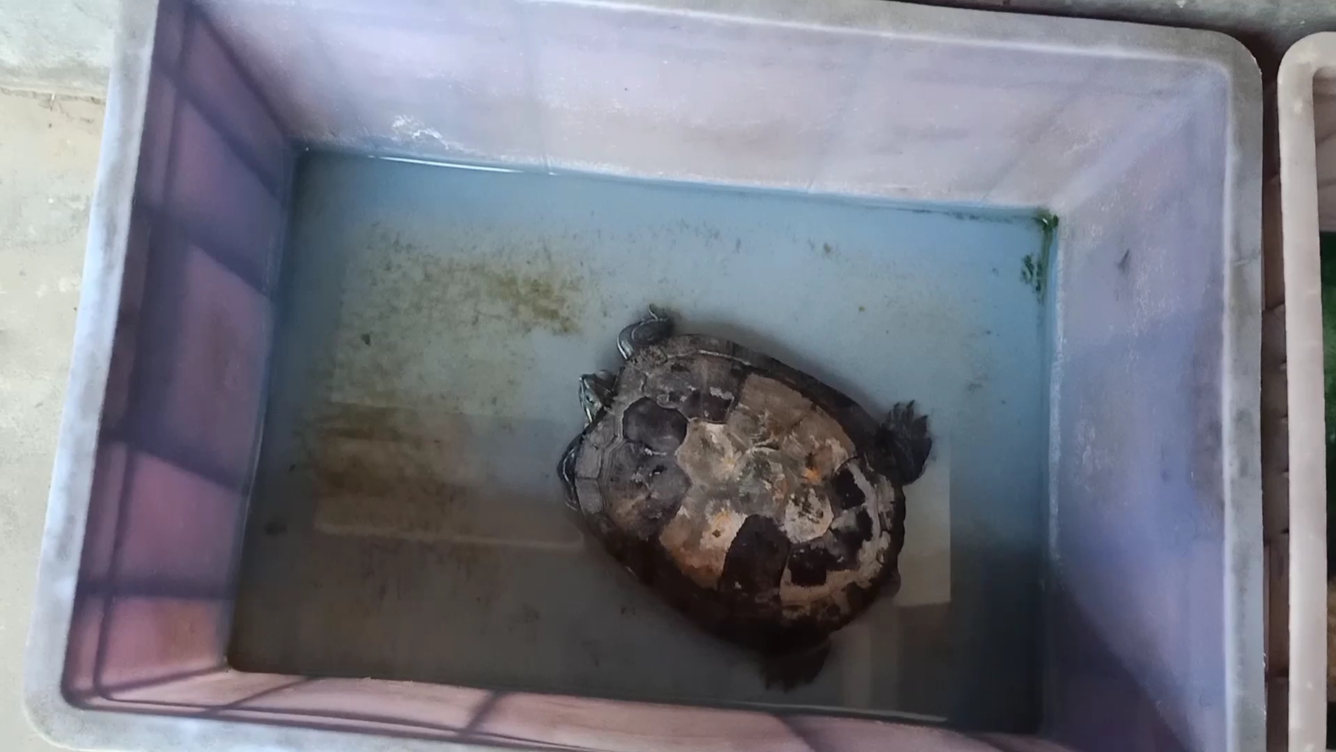 老家养的巴西龟与珍珠龟