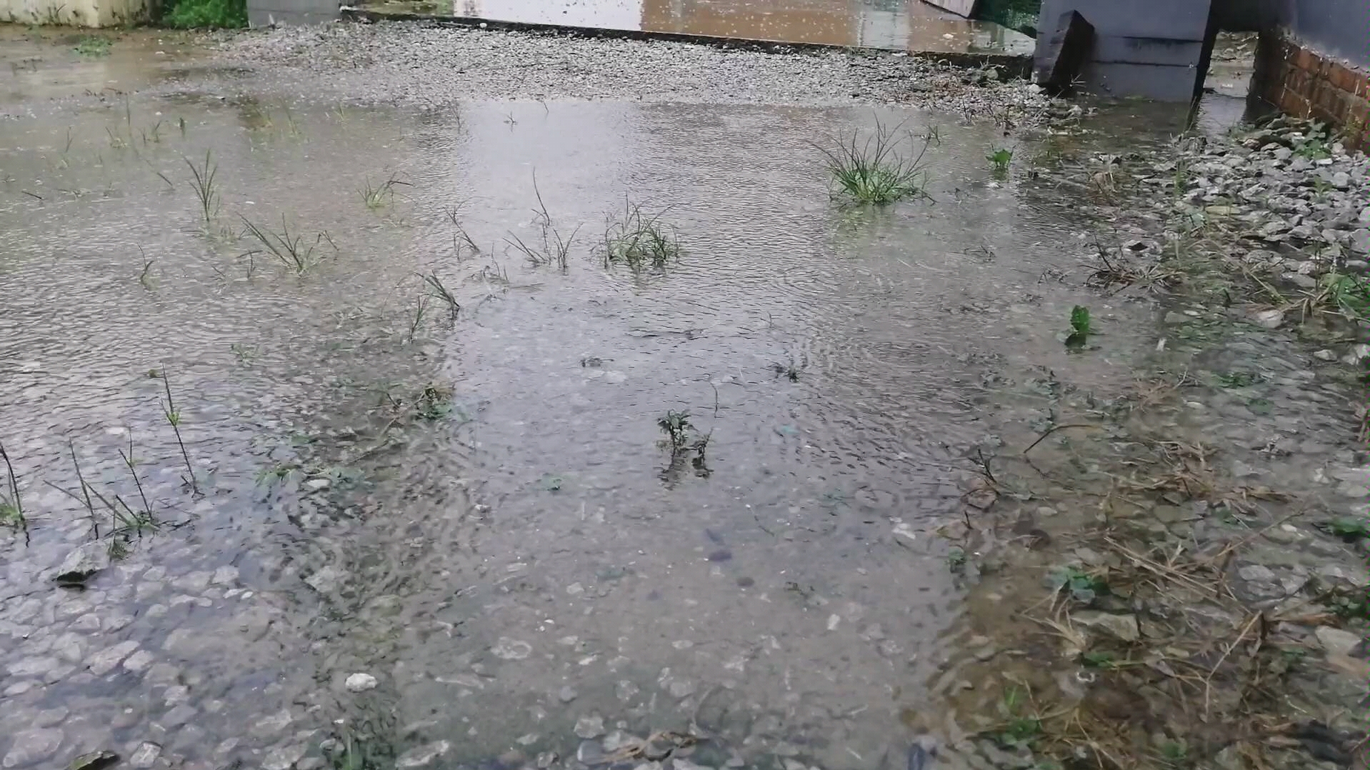 [图]暴雨天，把斗鱼放在院子里遛遛