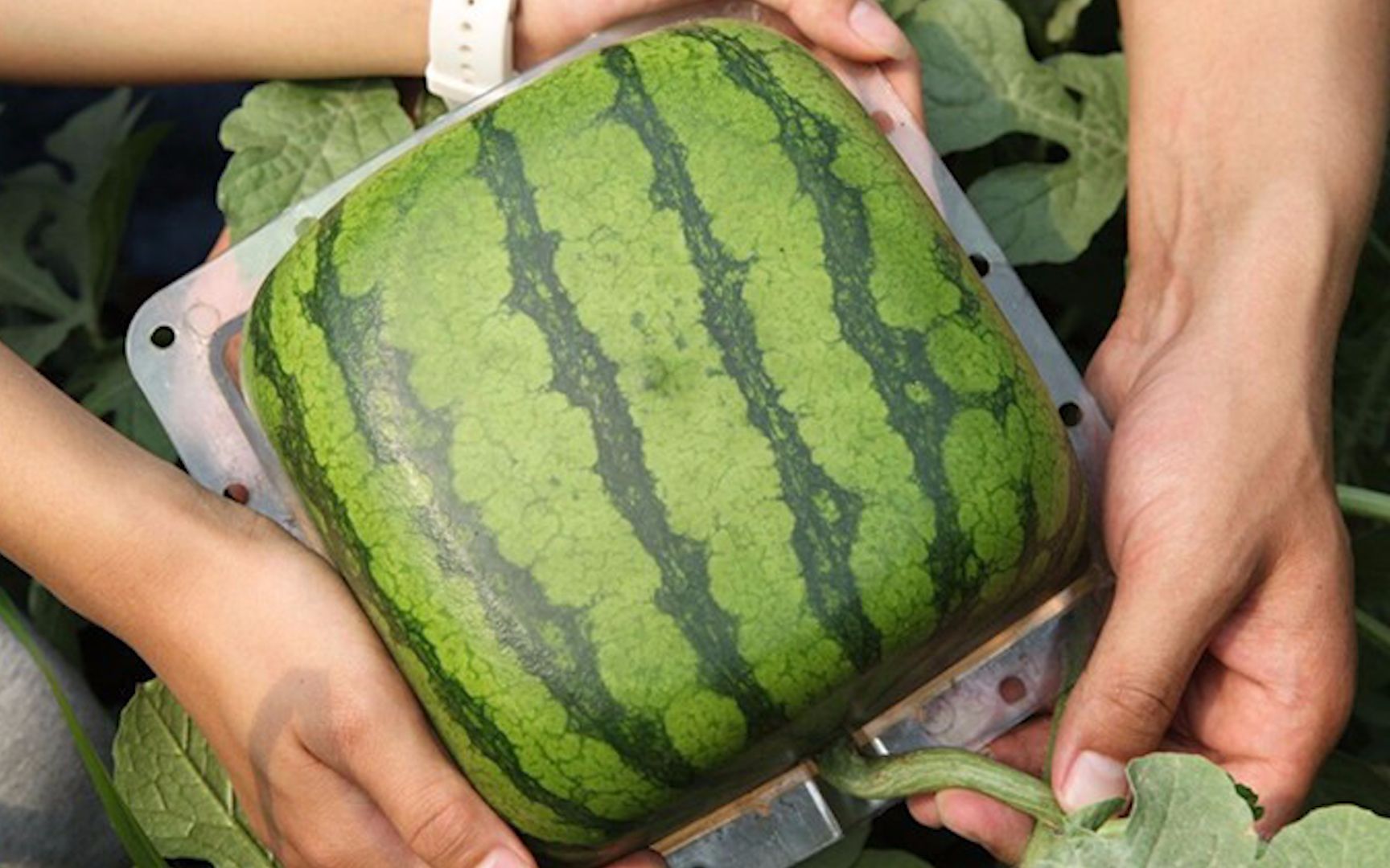 5万日元!日本高价出售方形西瓜 你猜它是啥味道?