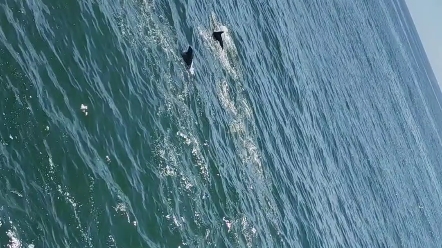 还是第一次见到这么多海豚。