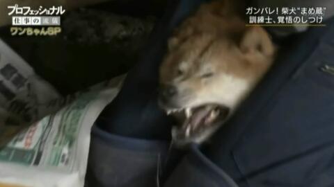 汪星人 暴打不听话的柴犬 日本驯犬师中村信哉镜头前引发众怒 知道原因后所有人都沉默了 哔哩哔哩 Bilibili 汪星人 暴打不听话的柴犬 日本驯犬师中村信哉镜头前引发众怒 知道原因后所有人都沉默了 哔哩哔哩 Bilibili