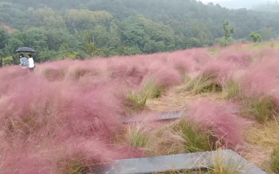 武汉光谷生物城二妃山绿道网红打卡地游览 ,雨后的粉黛乱子草,别有一番风景如画哔哩哔哩bilibili