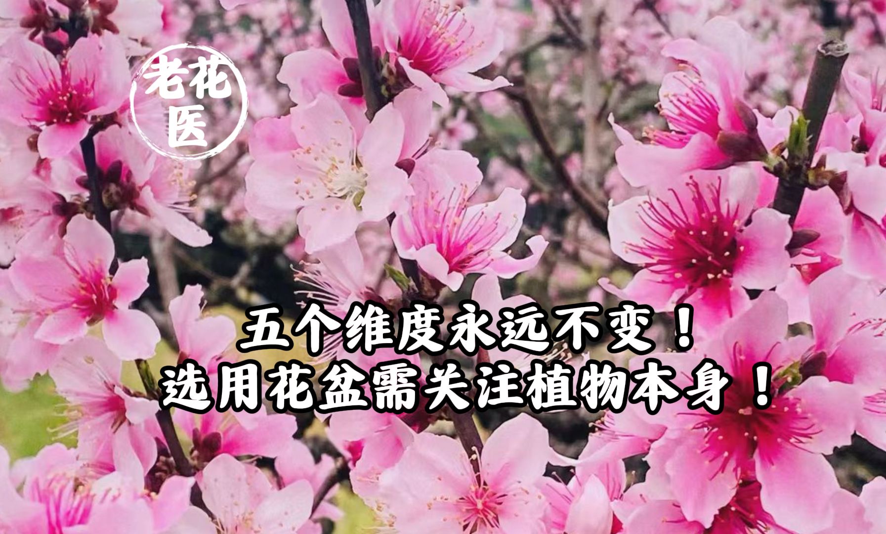 五个维度永远不变!选用花盆需关注植物本身!哔哩哔哩bilibili