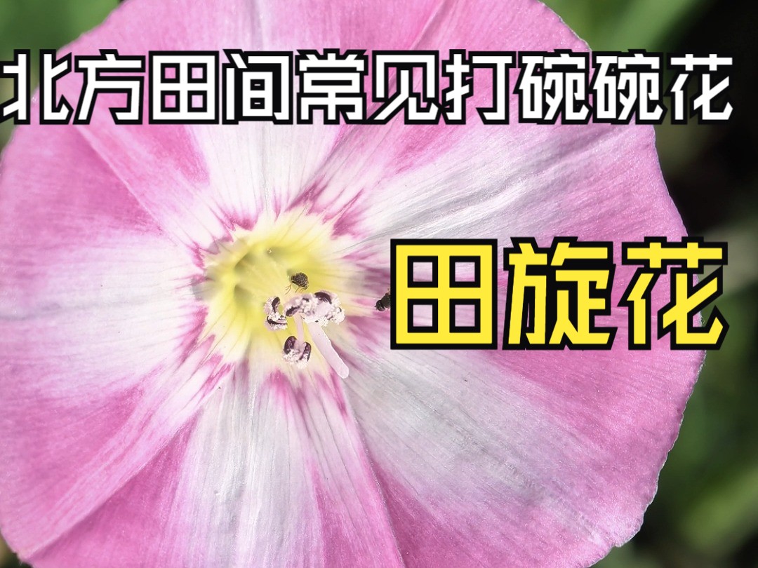 田旋花,北方农村地区常见植物.哔哩哔哩bilibili