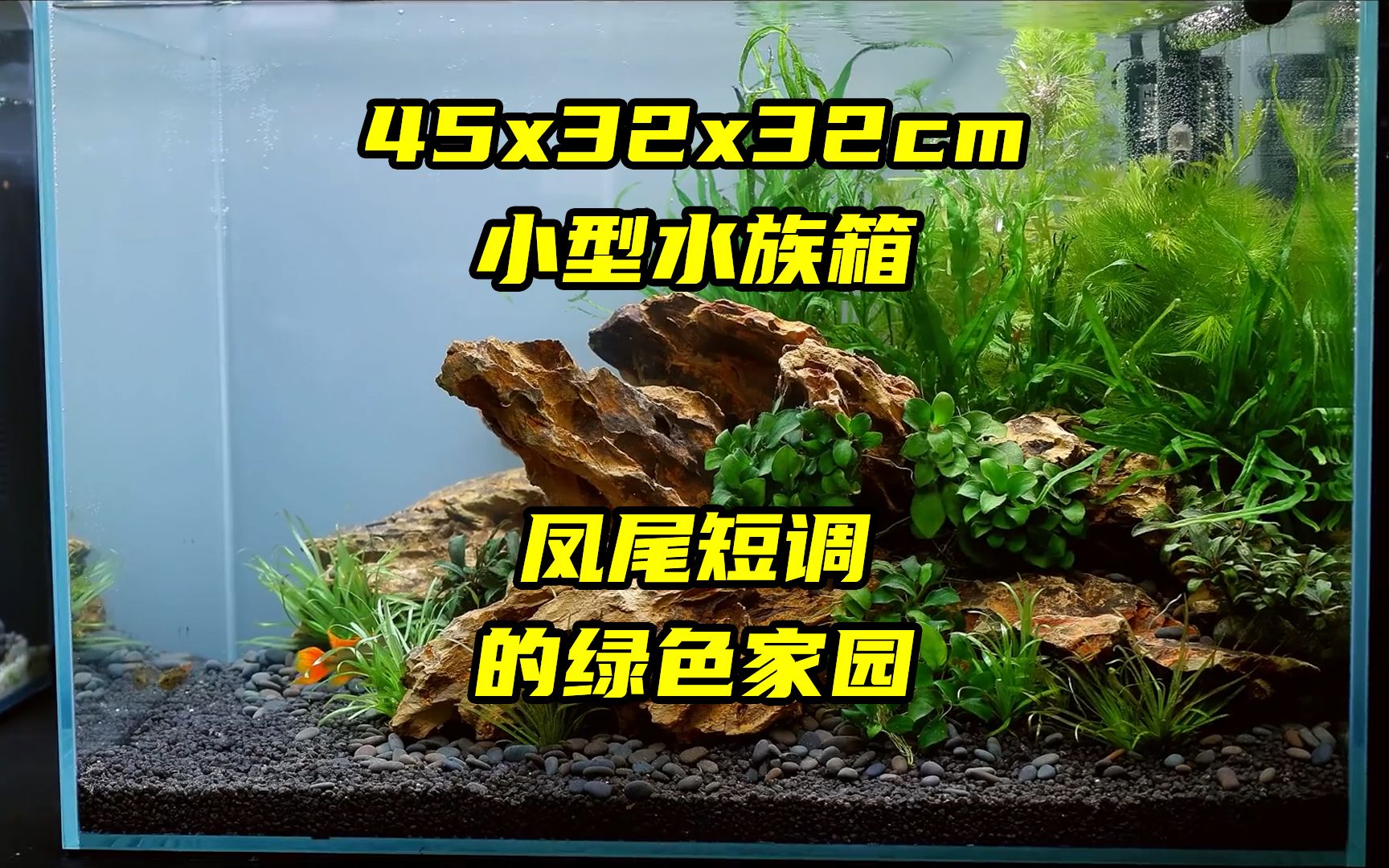 [图]橙红凤尾短鲷的绿色家园，45x32x32cm的小型水族箱自然水族造景