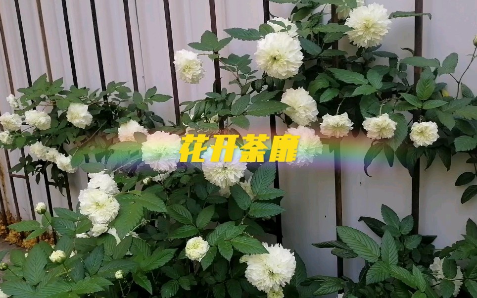 花开荼靡哔哩哔哩bilibili