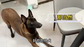 Tải video: 马犬为什么可以成为警犬的主流，看看石榴的日常生活就知道了！