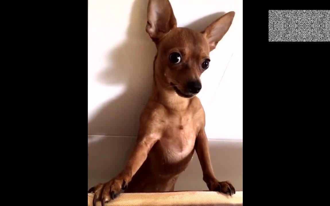 嚣张跋扈的小鹿犬你这是要演哪一出啊_哔哩哔哩 (゜-゜)つロ 干杯