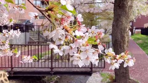 日本生活 北海道5月的周末 札幌独居的日子 一人食 赏樱 看海 抓住北海道春的尾巴周末vlog 哔哩哔哩 Bilibili