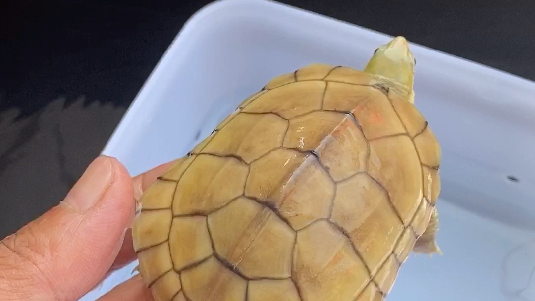 活动  三黄小青龟,黄喉小青龟