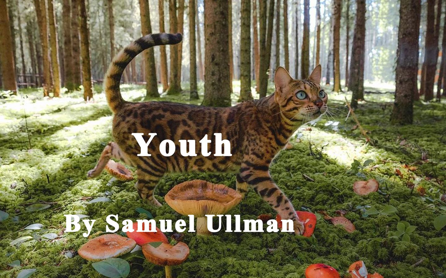 Youth——Samuel Ullman 青春塞缪尔ⷥŽ„尔曼 散文朗诵 II哔哩哔哩bilibili