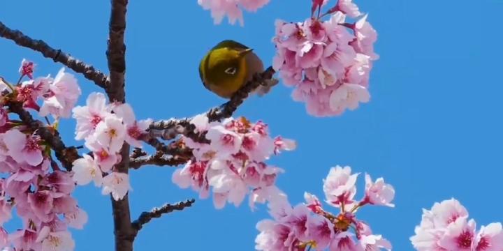 [图]甄妮《友谊太阳》原唱完整版