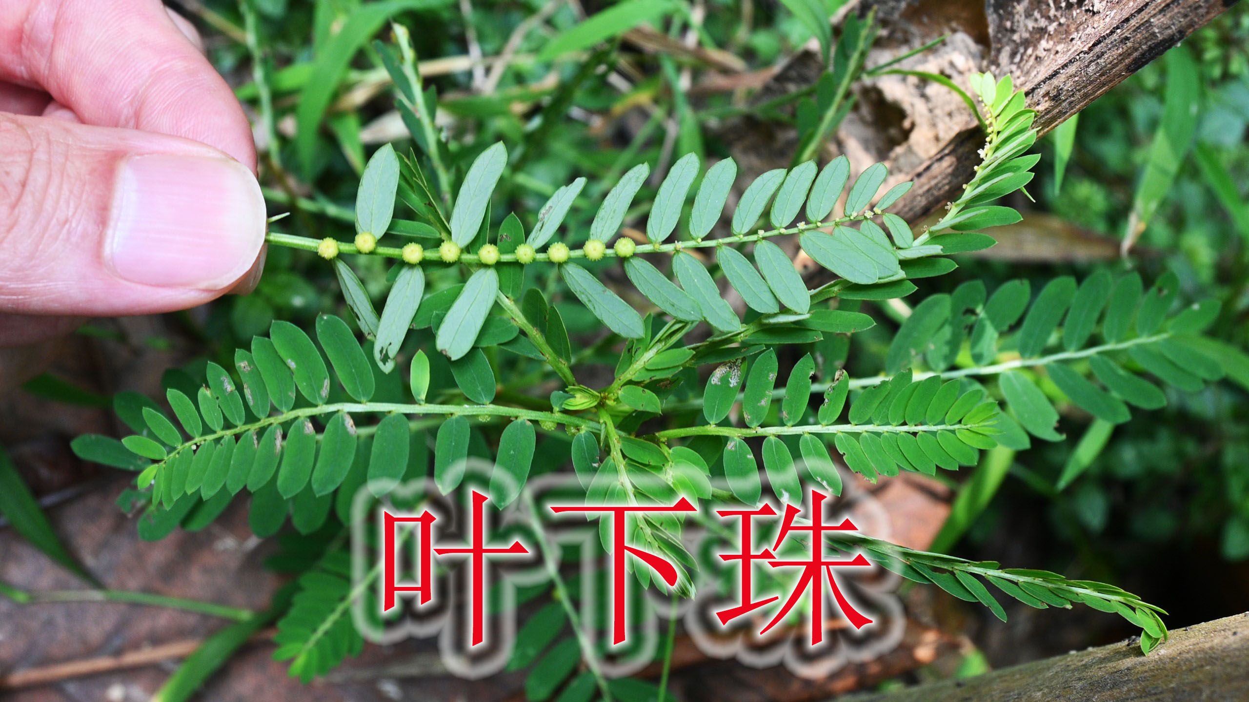 草本凉茶“叶下珠”,植物号称“毒蛇克星”,有经验的人用来煲汤哔哩哔哩bilibili