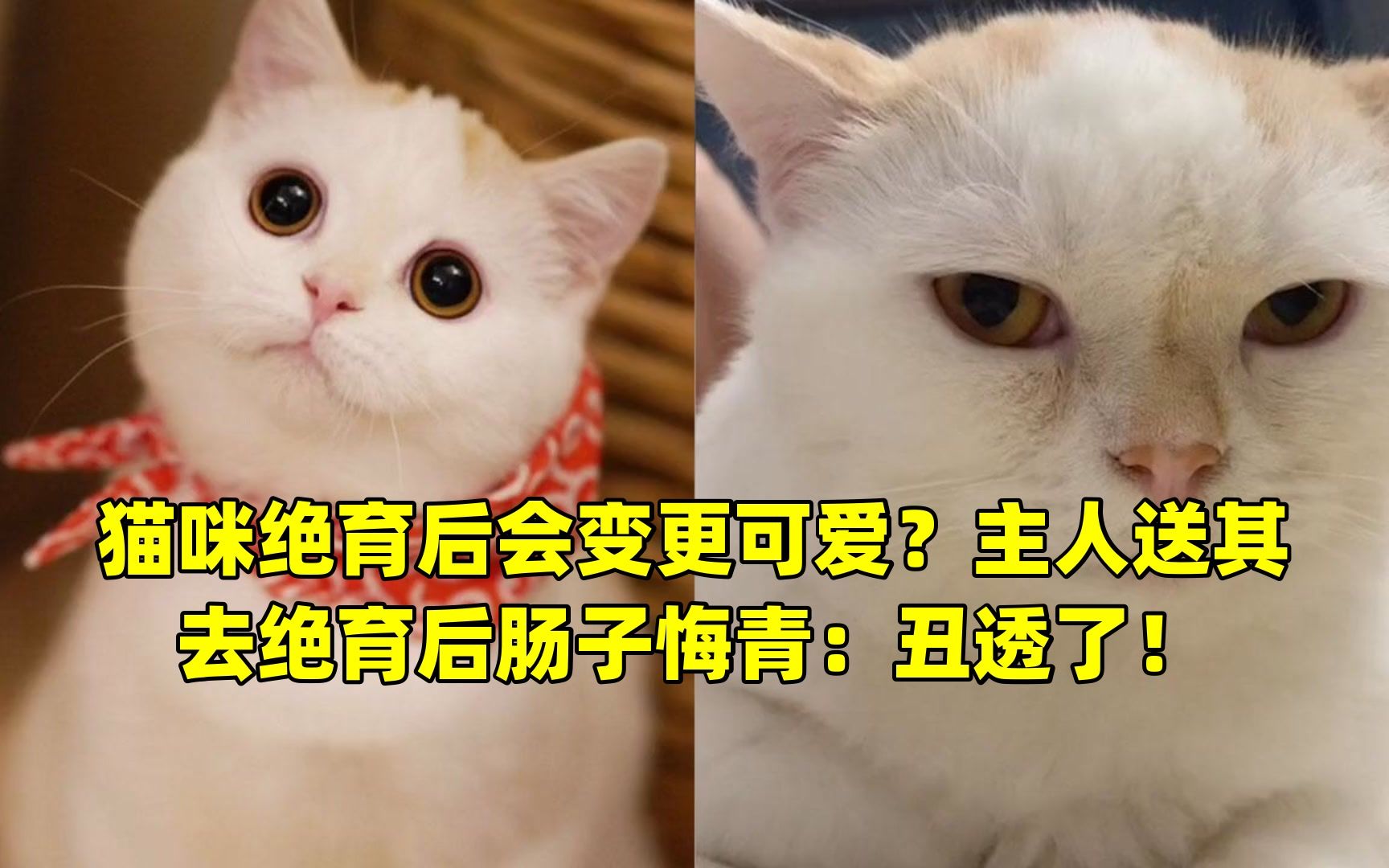 猫咪绝育后会变更可爱?主人送其去绝育后肠子悔青:丑透了!哔哩哔哩bilibili