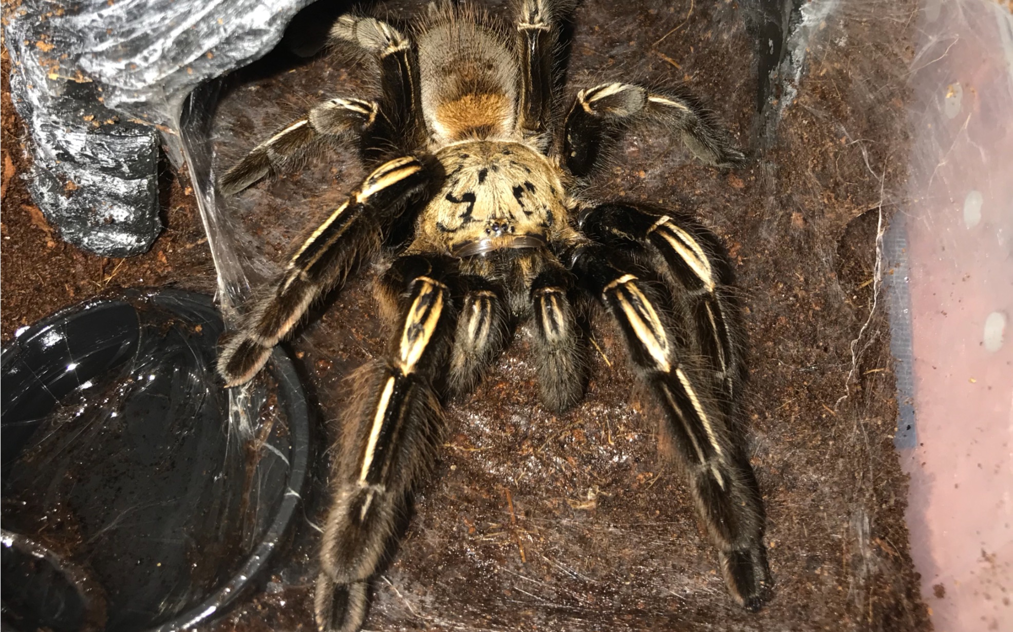 火焰黄膝头,16厘米大母亮牙