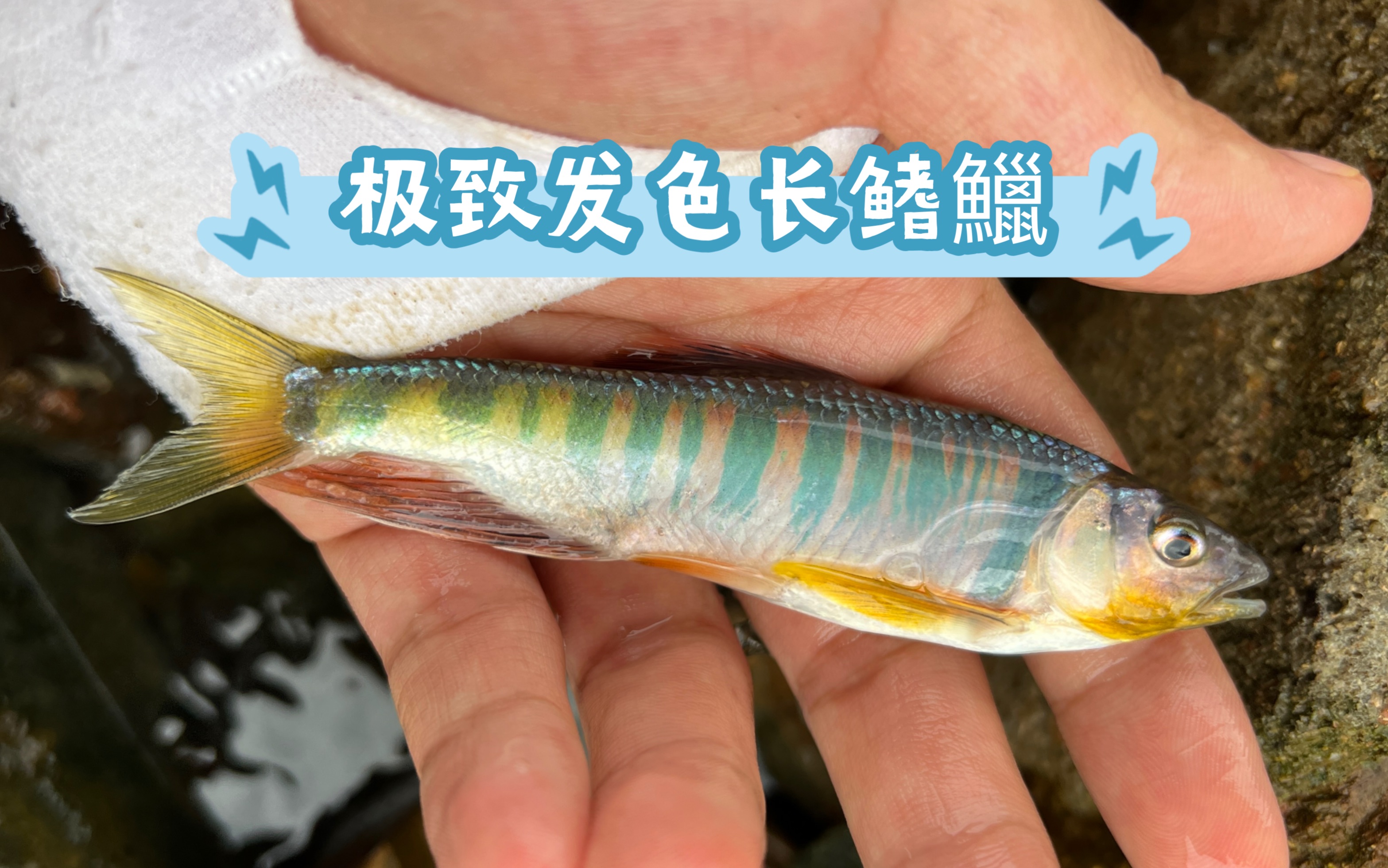 【格林尼的日常】鱼获分享:极致发色长鳍鱲