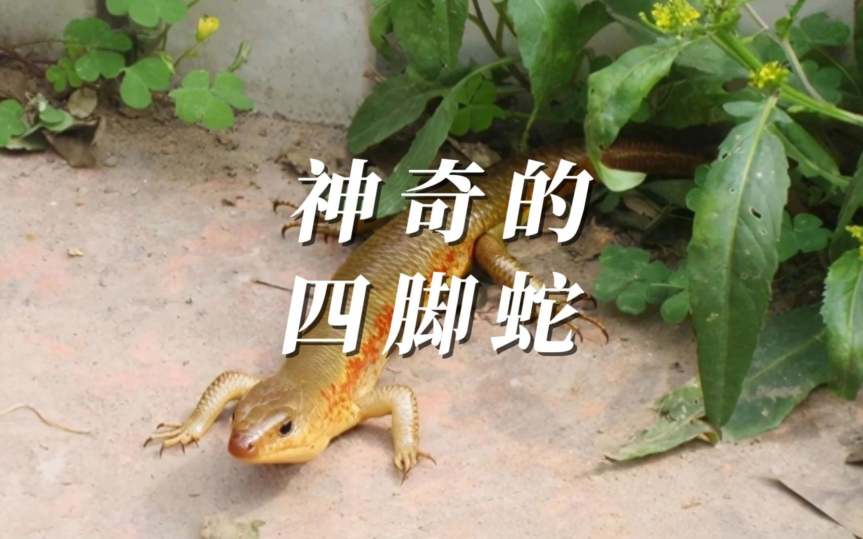 农村人称其四脚蛇,其实它不是蛇,城里人肯定没见过