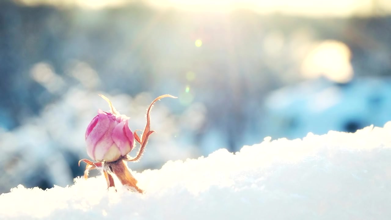 【bts】bts - young spring snow