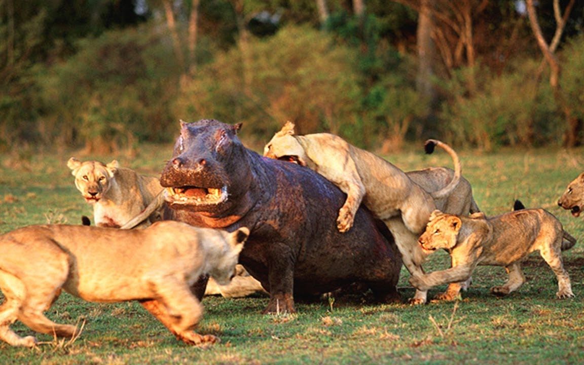 水牛与狮子的殊死搏斗!残酷大自然!