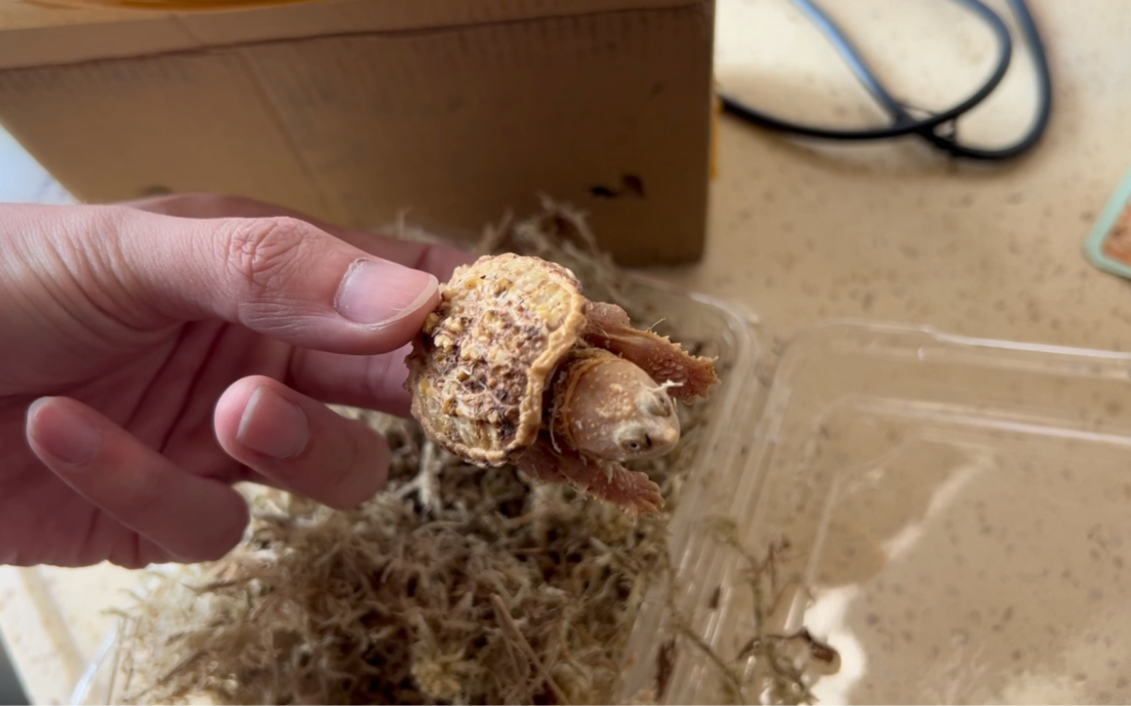 第一只黄化佛,记录一下