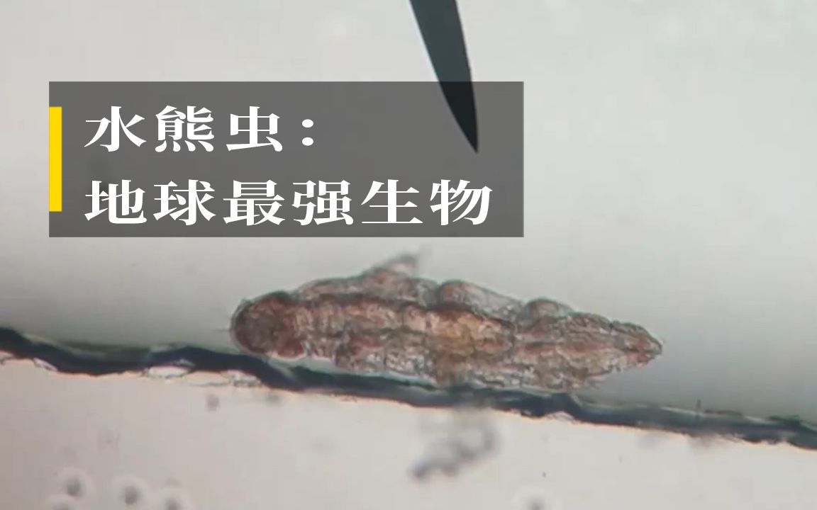 水熊虫:地球最强生物哔哩哔哩bilibili