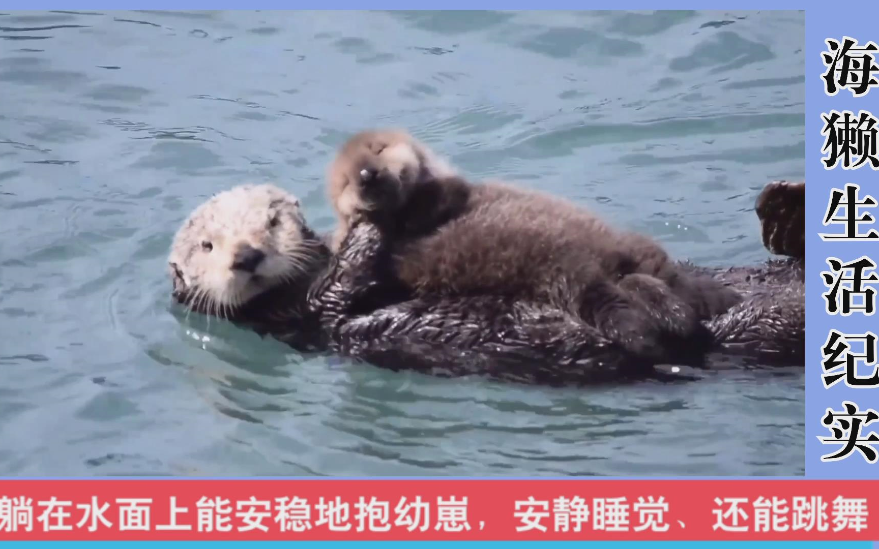 海獭纪实,躺在水面上能安稳地抱住幼崽,安静地睡觉,还能跳舞!哔哩哔哩bilibili