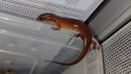 光蜥(石龙子科)小蜥蜴—喂食