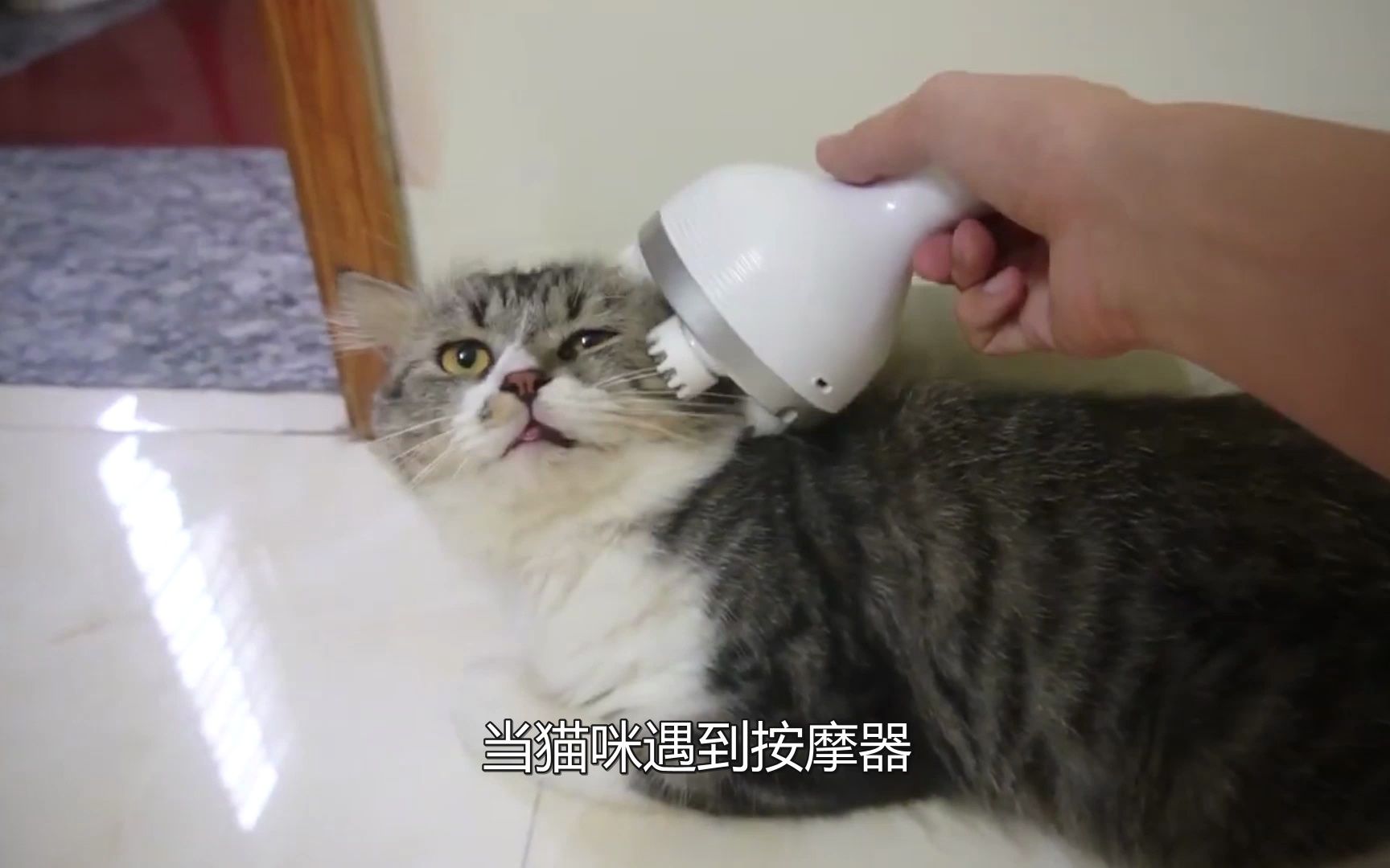 当猫咪遇到按摩器,这一脸享受乖巧的模样,真的是太可爱了