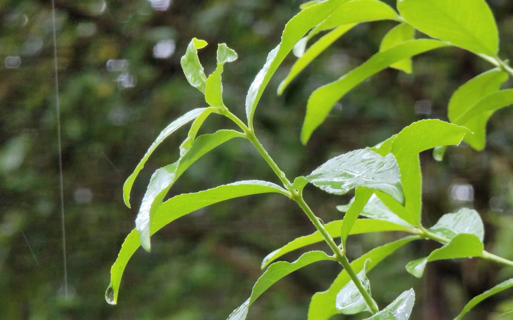 [图]【公园听雨30分钟】-绵绵细雨声-大自然音、治愈、放松、助眠音