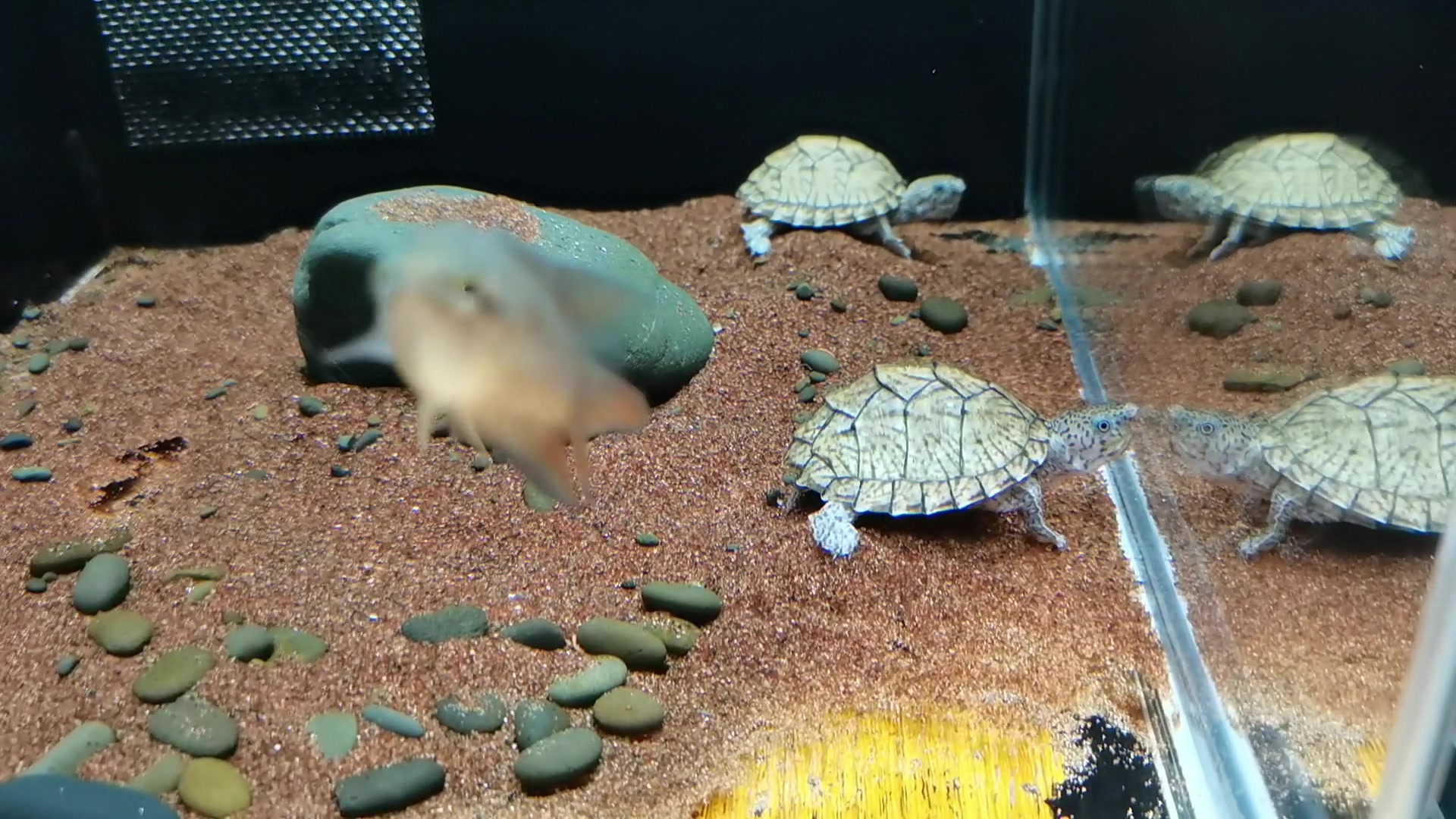 剃刀龟混养新会黑叉