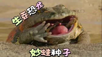 《三星塔姆—魔鬼蛙》
