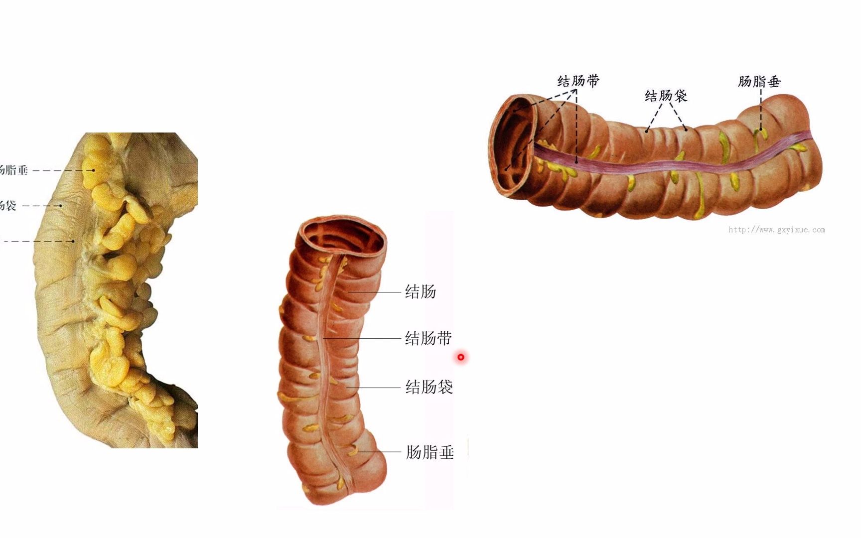 腹部结肠解剖图图片