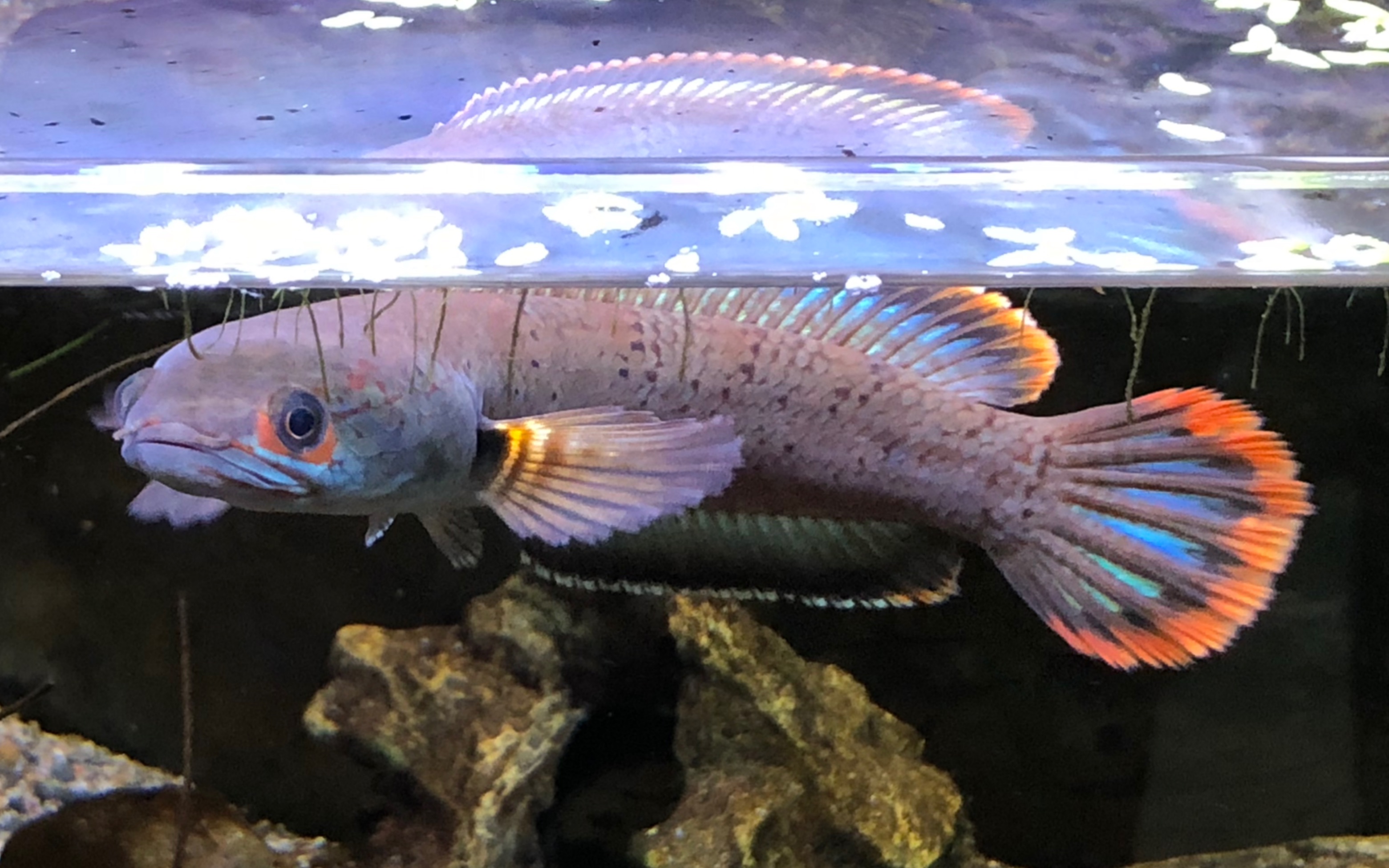 【血斑1型】【血1】凶猛又美丽的溪流雷龙,进食慢动作_哔哩哔哩_bili