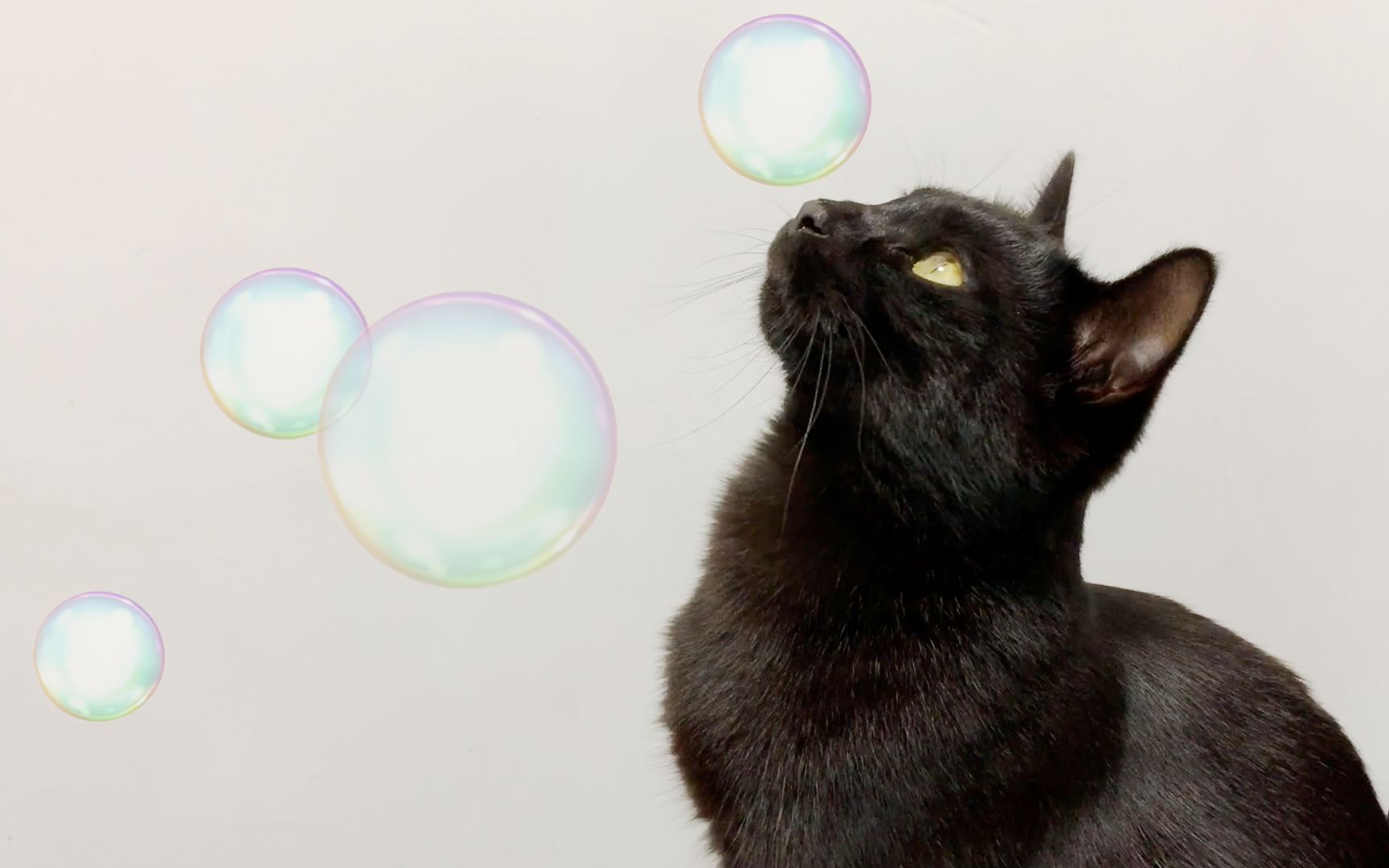 炎热夏天,吹泡泡和猫咪更配哦