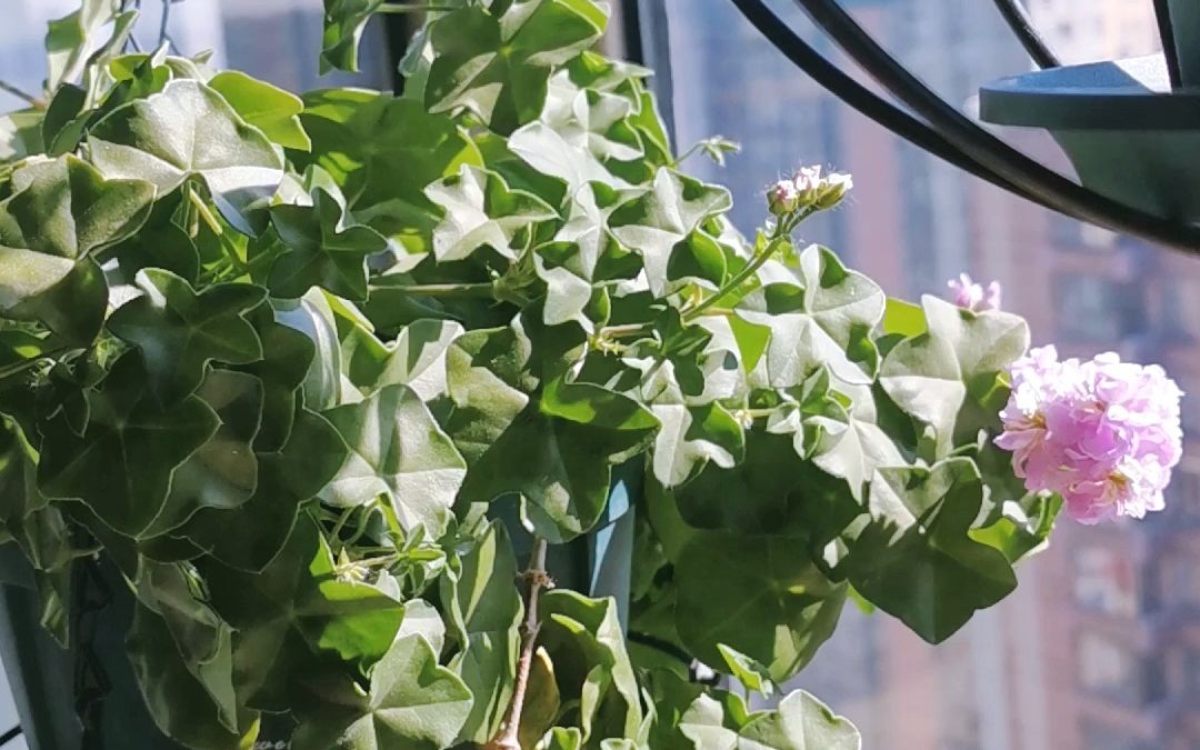 阳台小花园 我的天竺葵绿眼睛