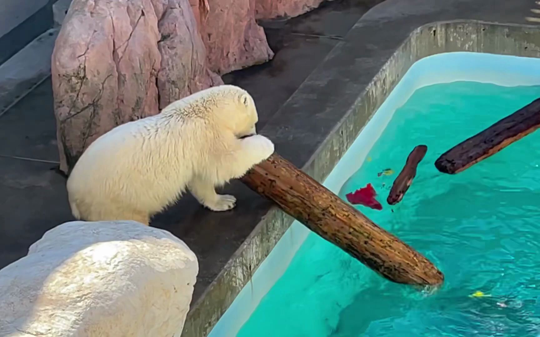 男鹿水族馆 玩木头的北极熊