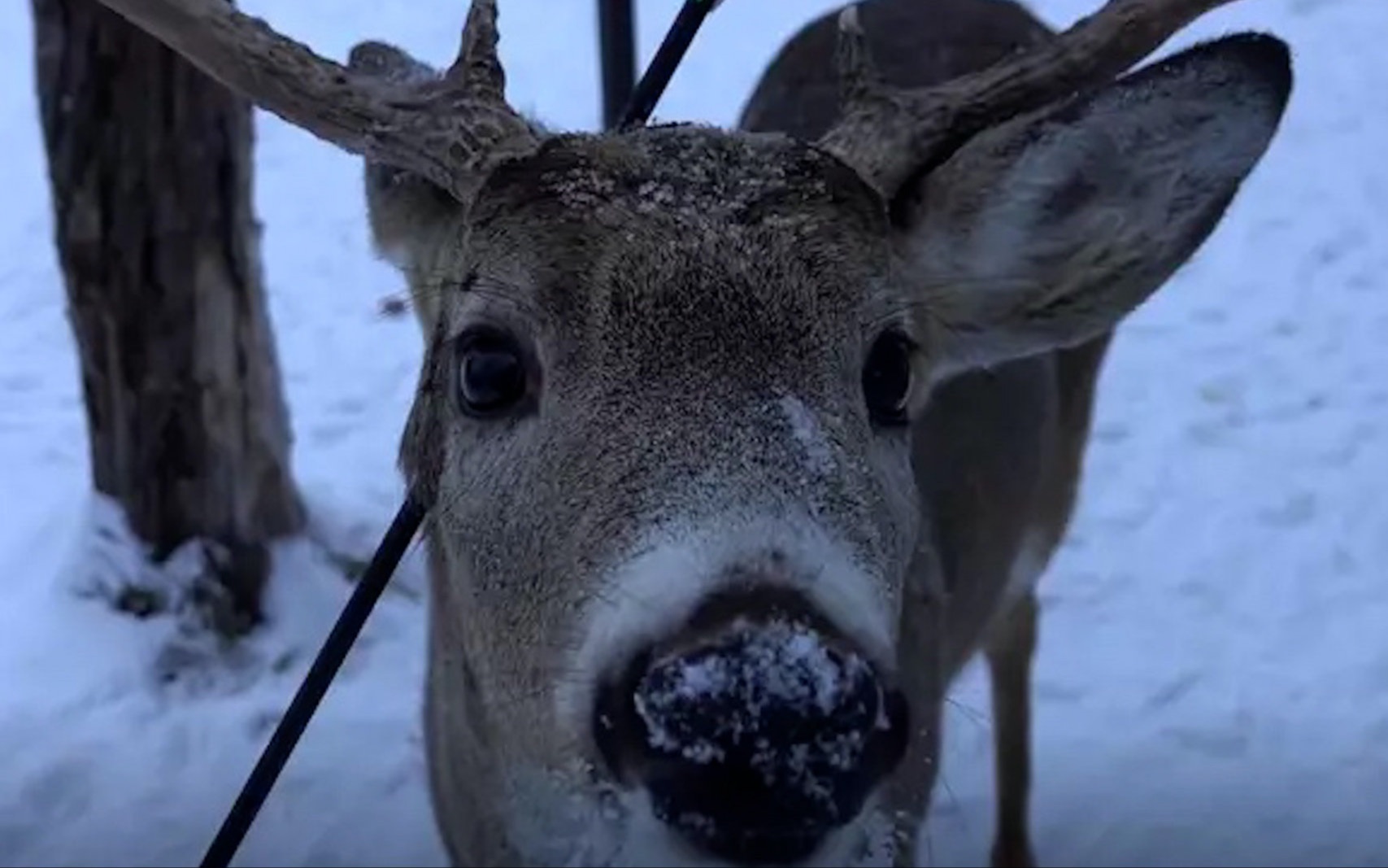 野生麋鹿头部被狩猎箭射穿 奇迹般存活后依然亲近人类