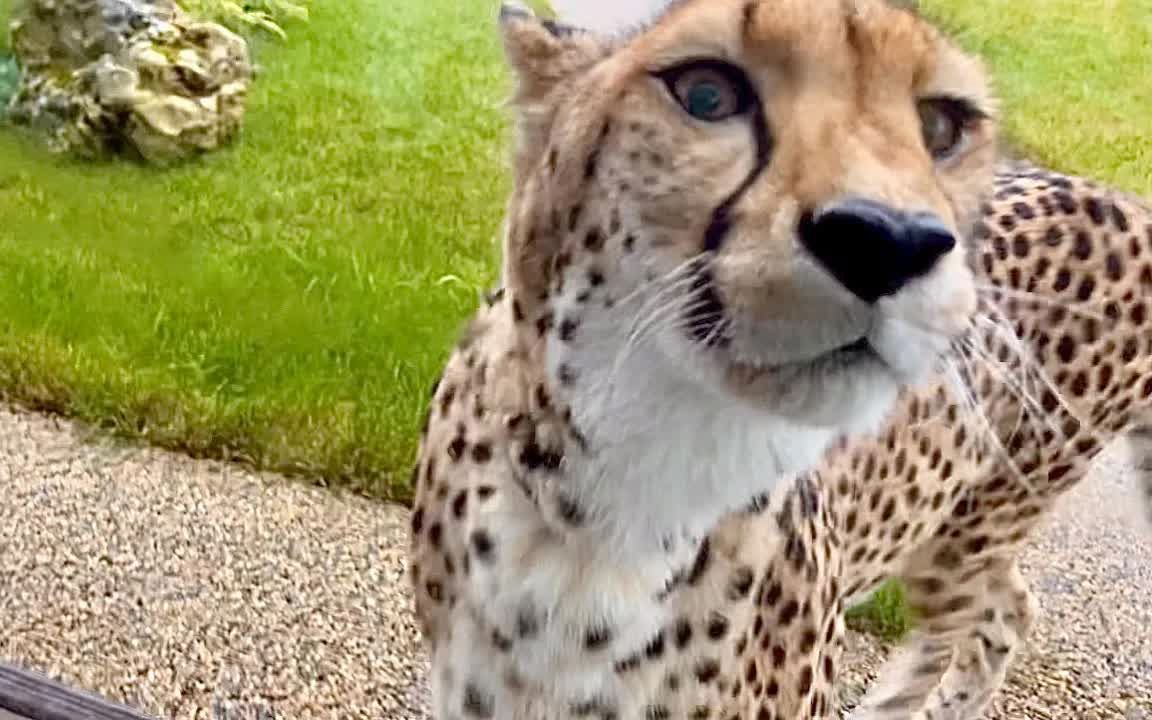 猎豹:有人在家吗?我找美洲狮梅西