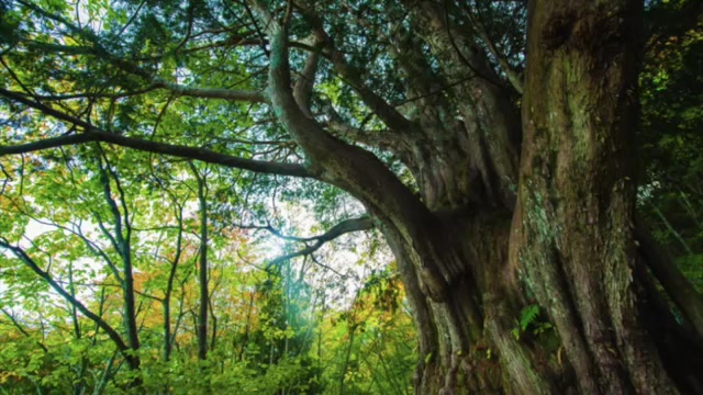 [图]森林，鸟鸣，溪流-立体音-大自然的声音-睡眠，冥想，读书，静心-Youtube