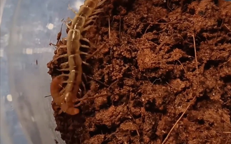 新疆翼石蜈蚣捕食