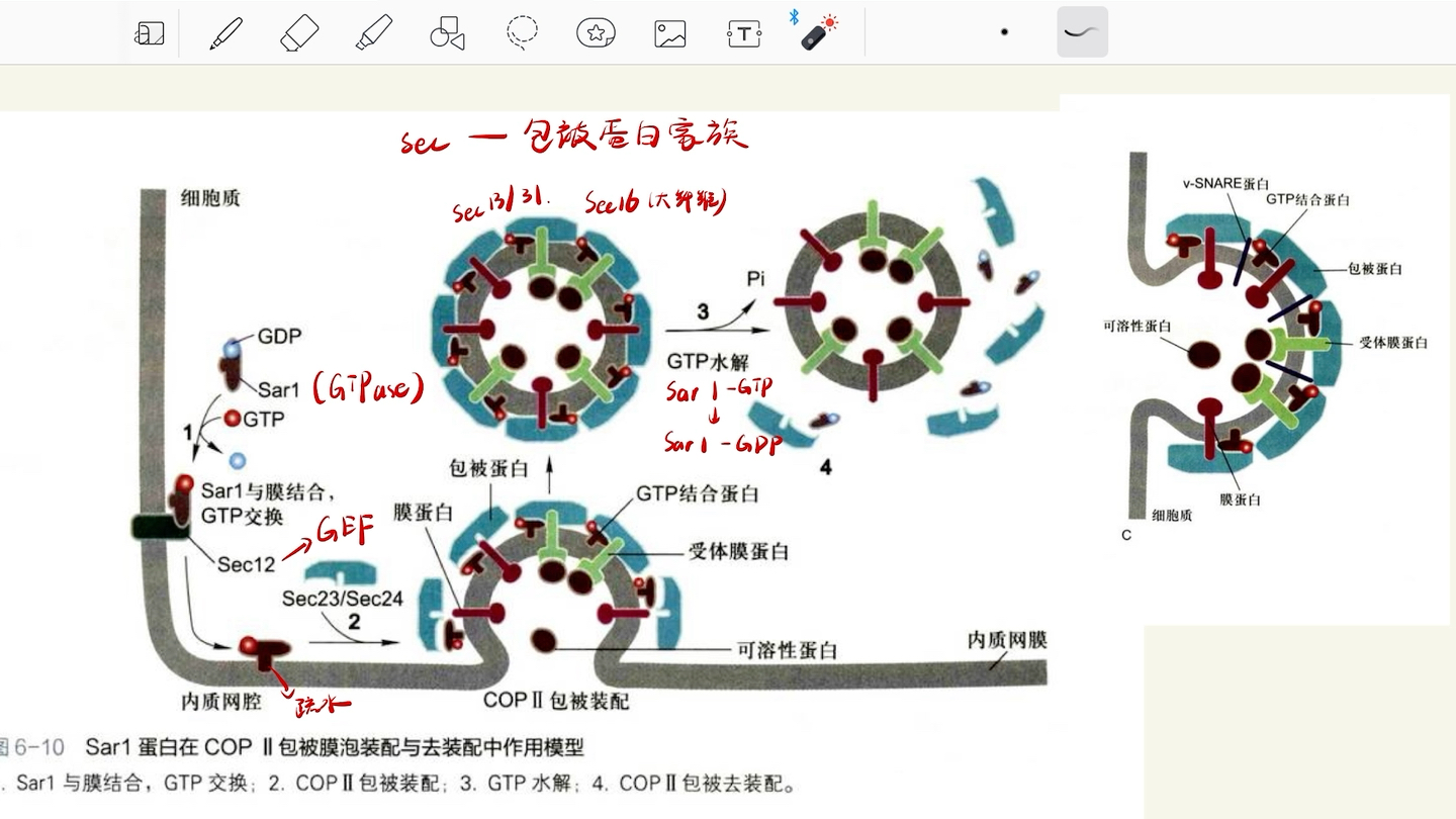 分子开关,膜泡装配,与靶膜融合哔哩哔哩bilibili