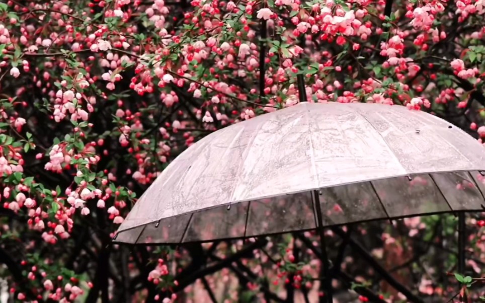 [图]“在一场雨天，邂逅了海棠花”