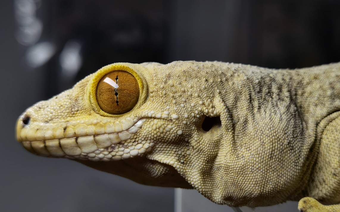 【博伊文弯趾虎】——巨人丝绒守宫——来自非洲虎王的压迫感_哔哩