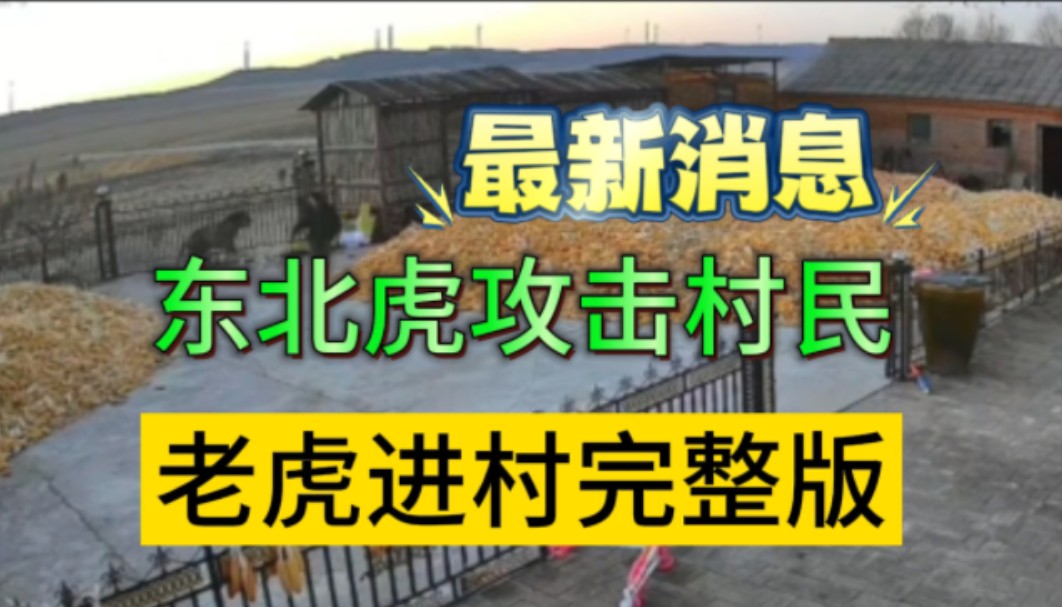 11月18日,东北虎进村完整版视频,野生老虎劲太大了,铁门都给干坏了,大爷在视频后面讲述了详细过程哔哩哔哩bilibili